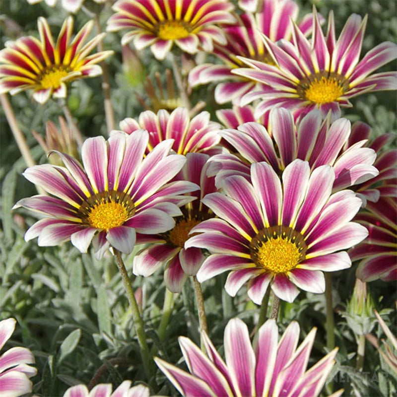Medal Chrysanthemum Seeds - Flower of Glory