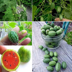 Collection image for: Watermelon
