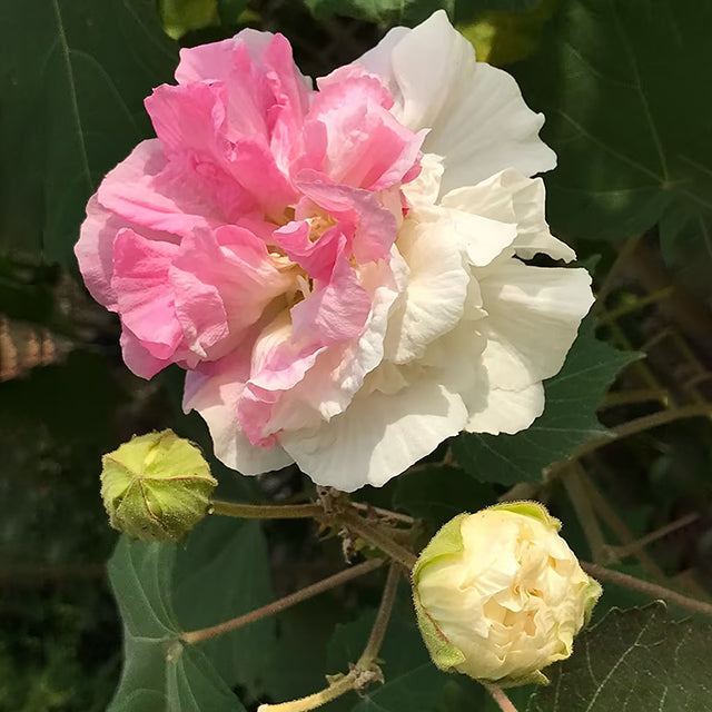 Color-changing Hibiscus Flower Seeds