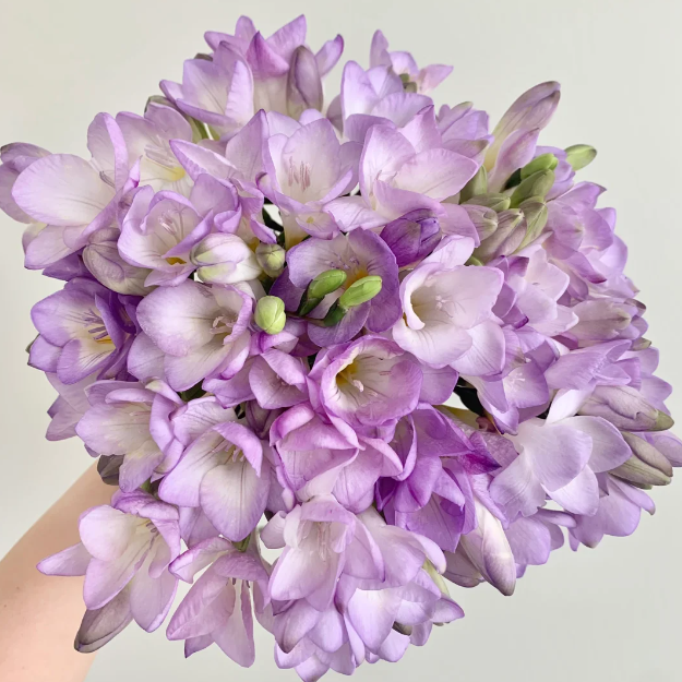 💐Freesia Bulbs