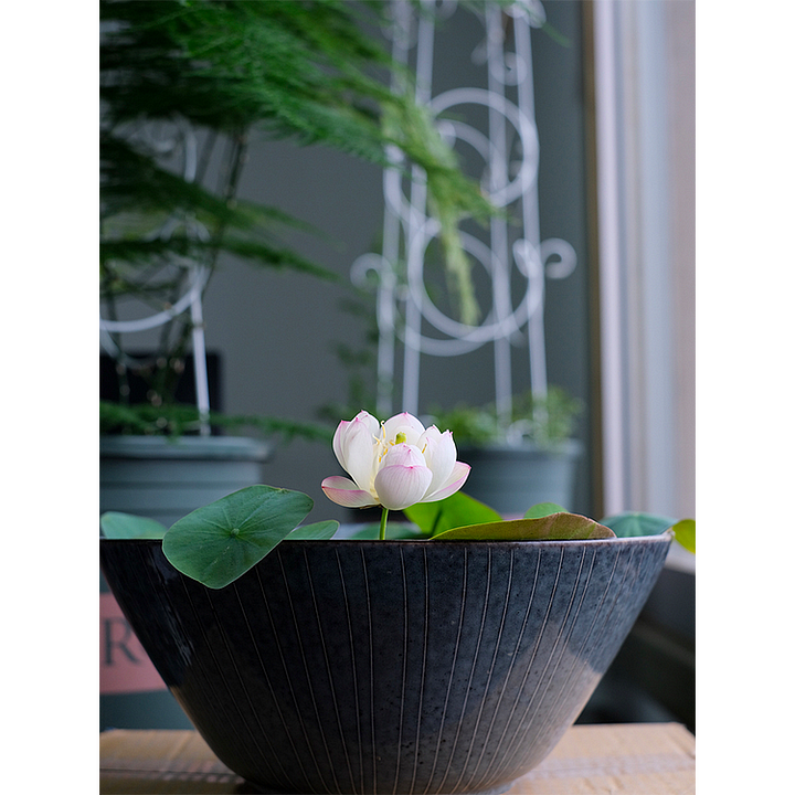 🔥【7 days germination】💐The Sacred Bonsai Bowl Lotus Flower