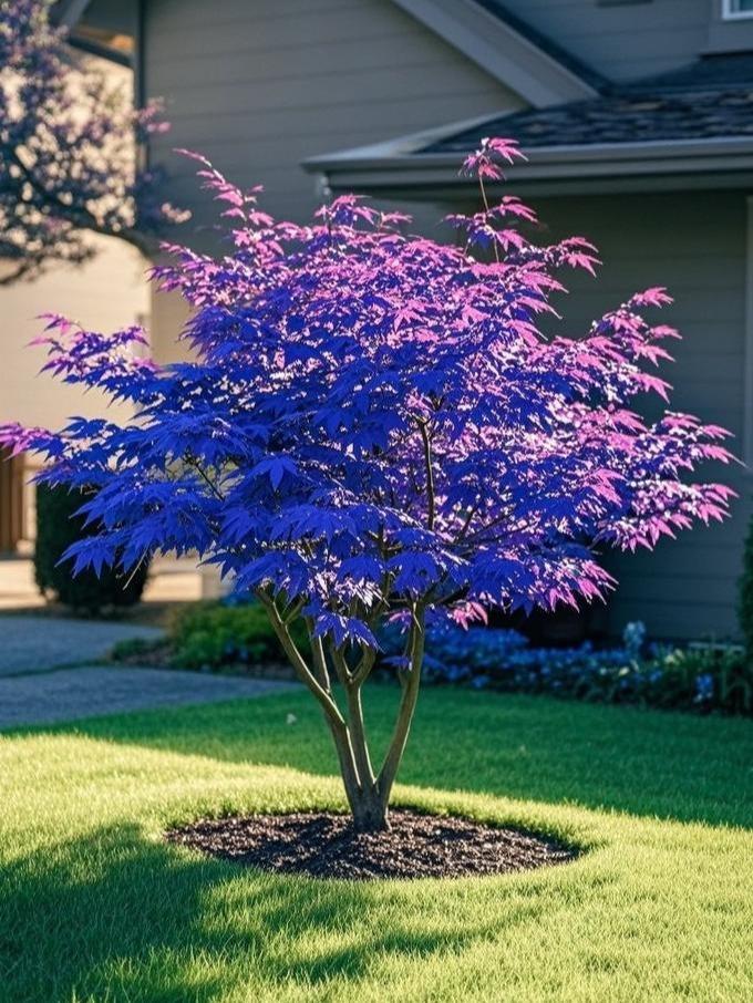 10Pcs Purple Japanese Maple Seeds – Grow a Unique, Elegant Tree with Stunning Deep Purple Foliage