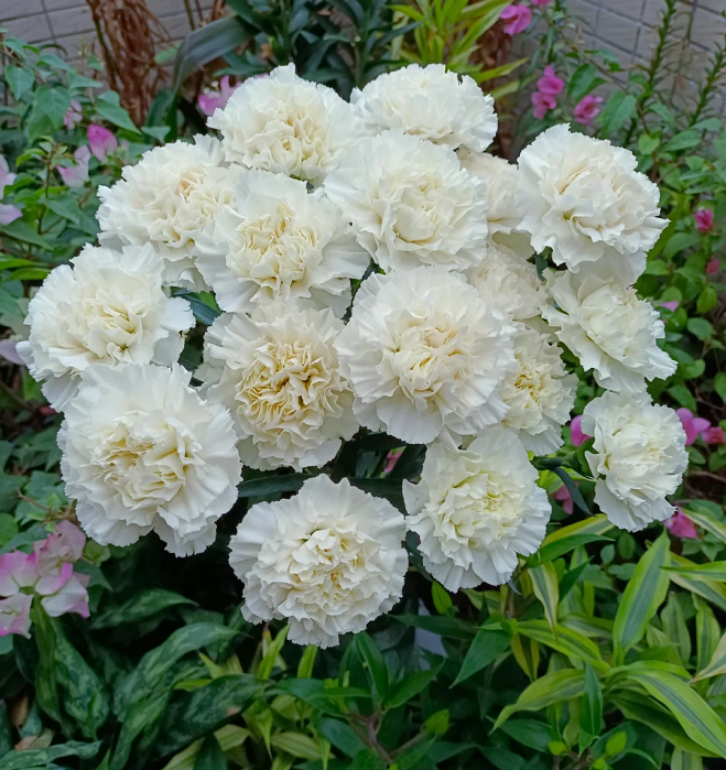 Multicolor Carnation Seeds