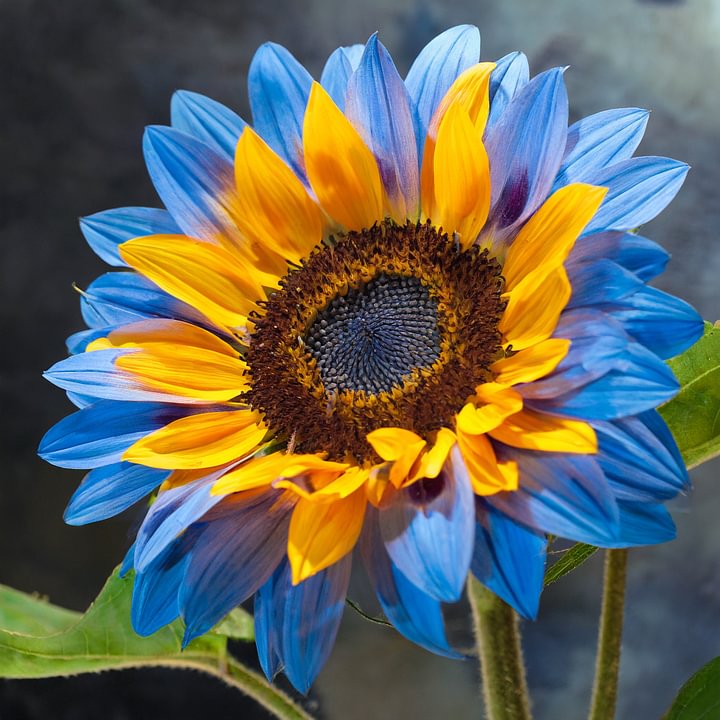 🌻50+ Mixed Color Sunflowers