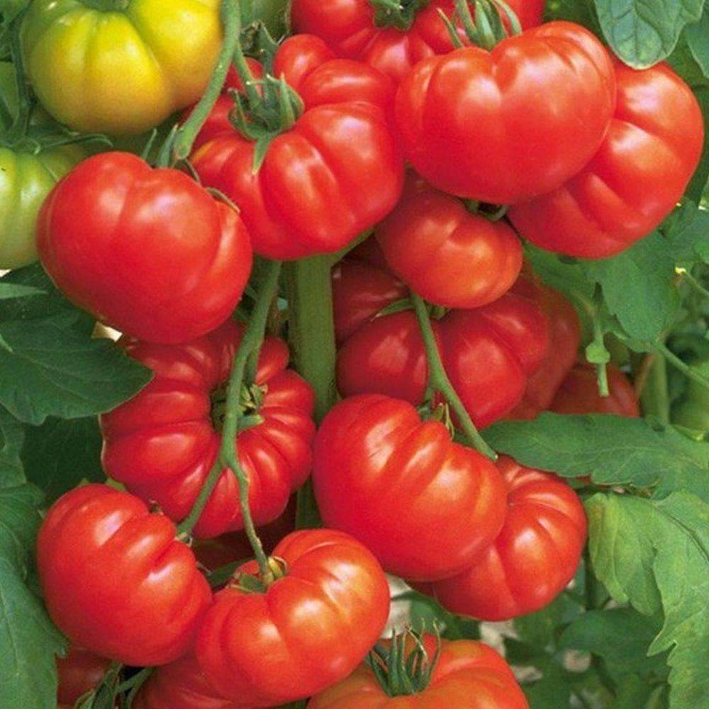 Beafsteak Tomato Seeds