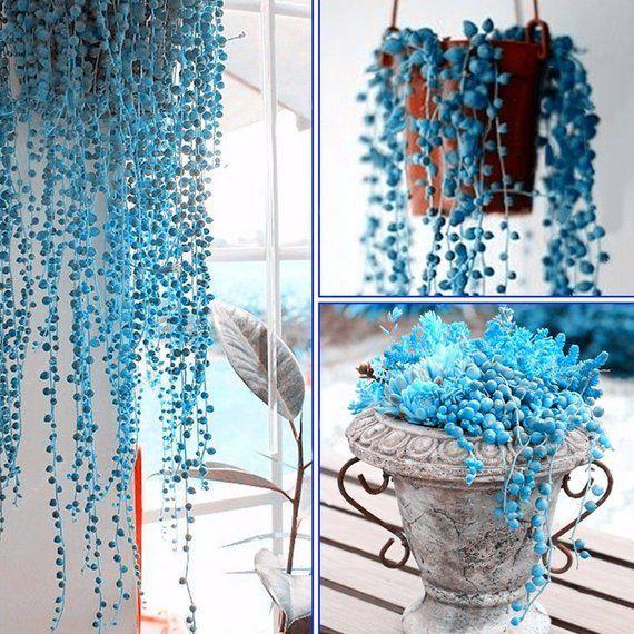 BLUE PEARL CHLOROPHYTUM SEEDS
