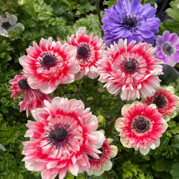 🌸Double Anemone Seeds