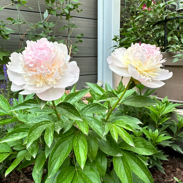 🌺Chinese Peony Flower Seeds—Mixed Color Plants—Home Garden Flower Seeds
