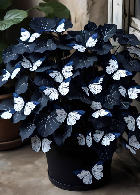 Moonlit Galaxy Begonia 🌙