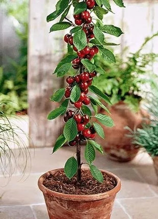 🍒Rainier Cherry Fruit Seeds(🌿99% Germination)