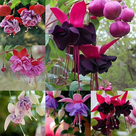 🌺Lantern Flower