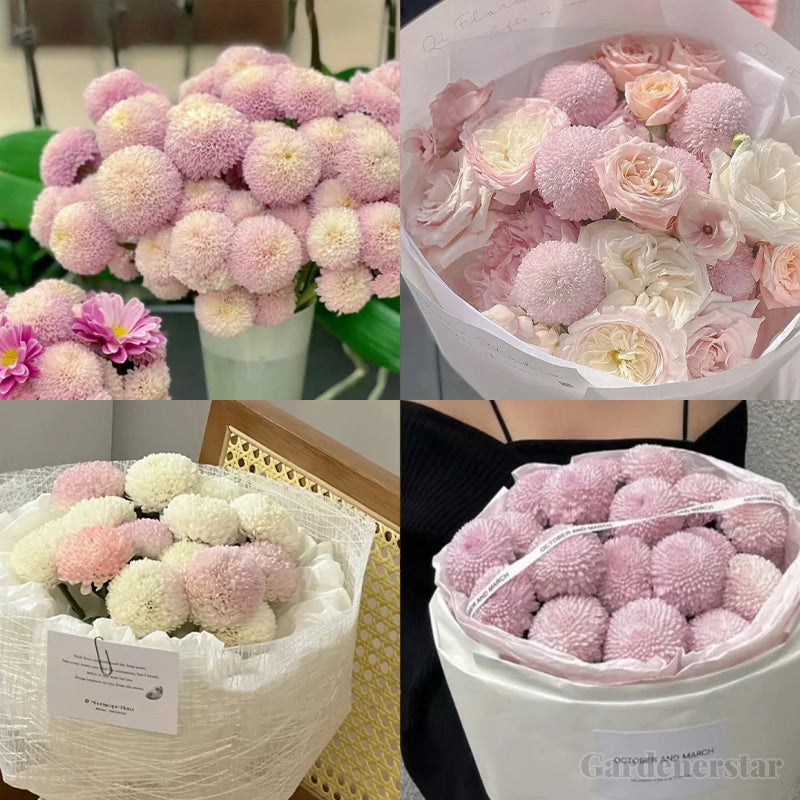 🏵️Colorful Ping Pong Chrysanthemum Seeds