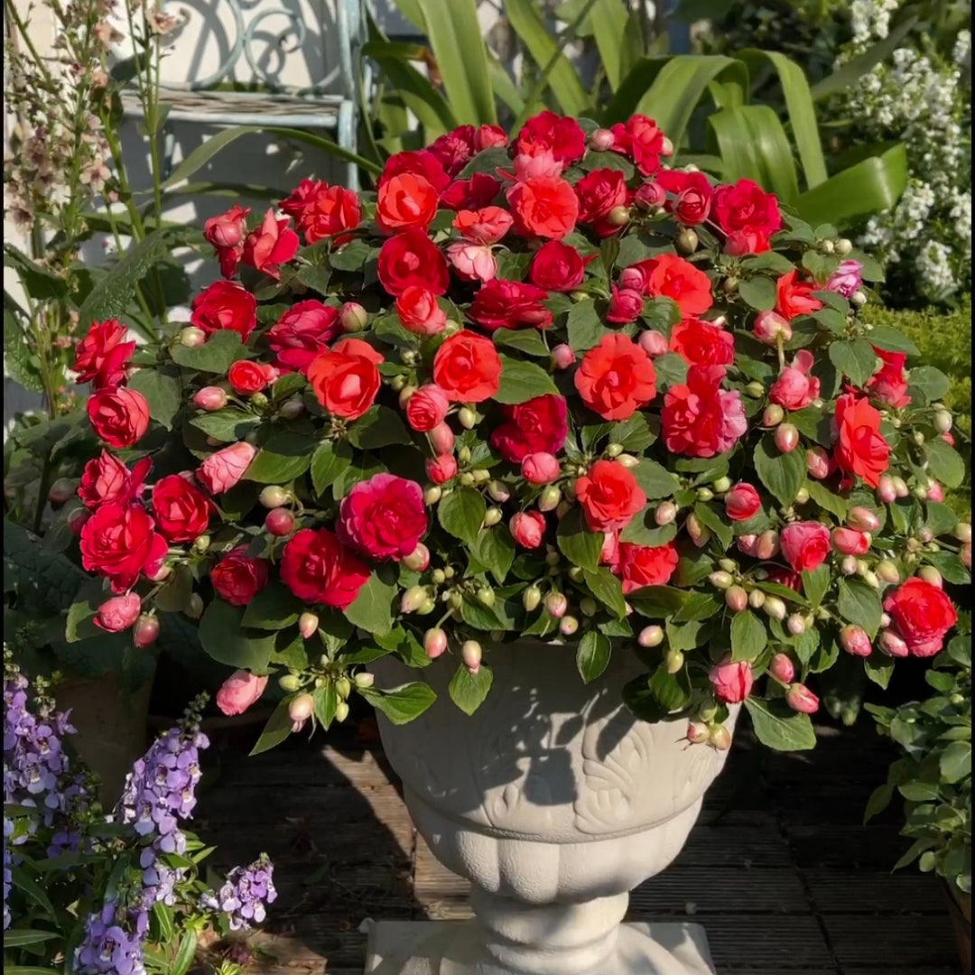 Double Impatiens Seeds - A Symphony of Petals in Nature's Garden