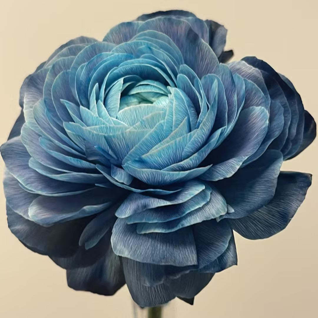 Midnight Blue Scottish Green Peony Seeds