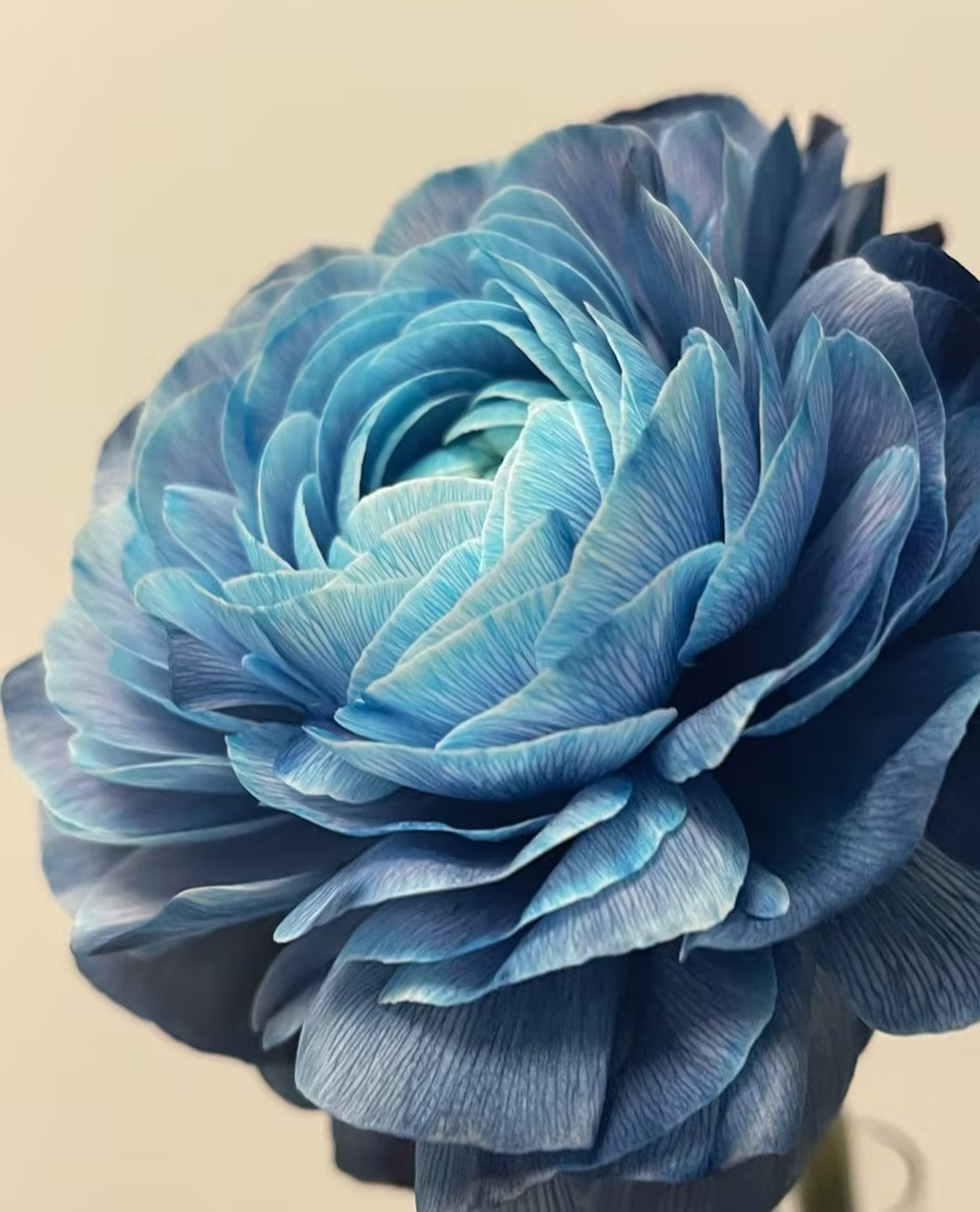 Midnight Blue Scottish Green Peony Seeds