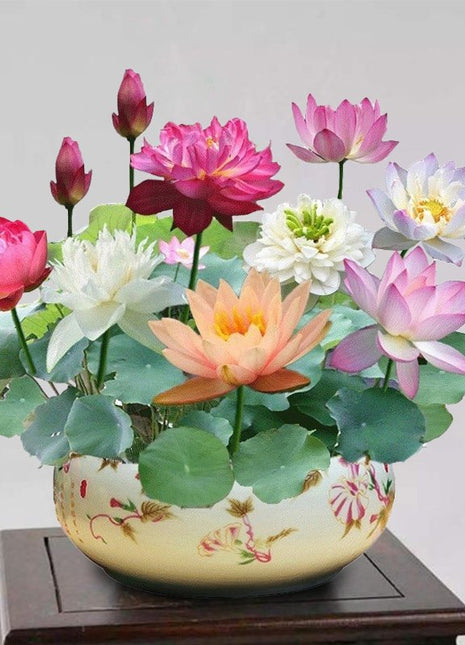 The Sacred Bonsai Lotus Flower