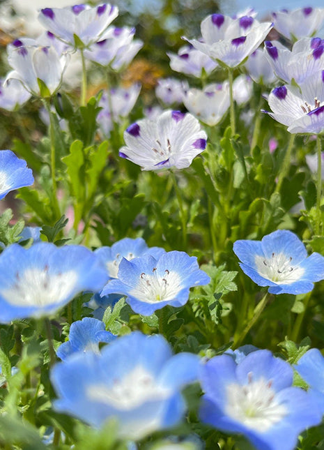 💙Baby-Blue-Eyes Seeds—Sky Color