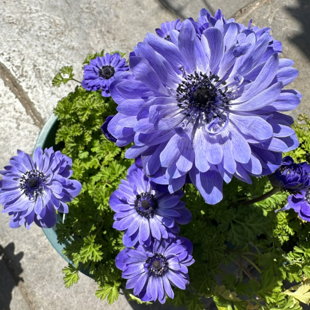 🌸Double Anemone Seeds