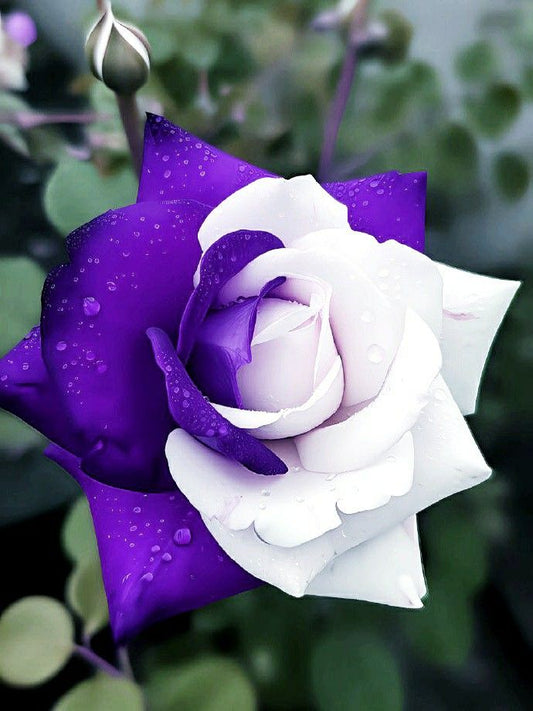 Rare Twin Rose Purple White