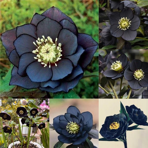 Honeymoon Hellebore, Christmas Rose