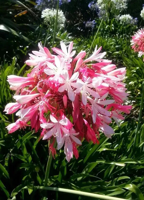 Agapanthus 'pink'