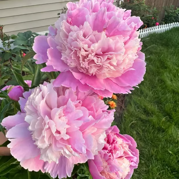 🌺 The Queen of Flowers—Double Petaled Piani