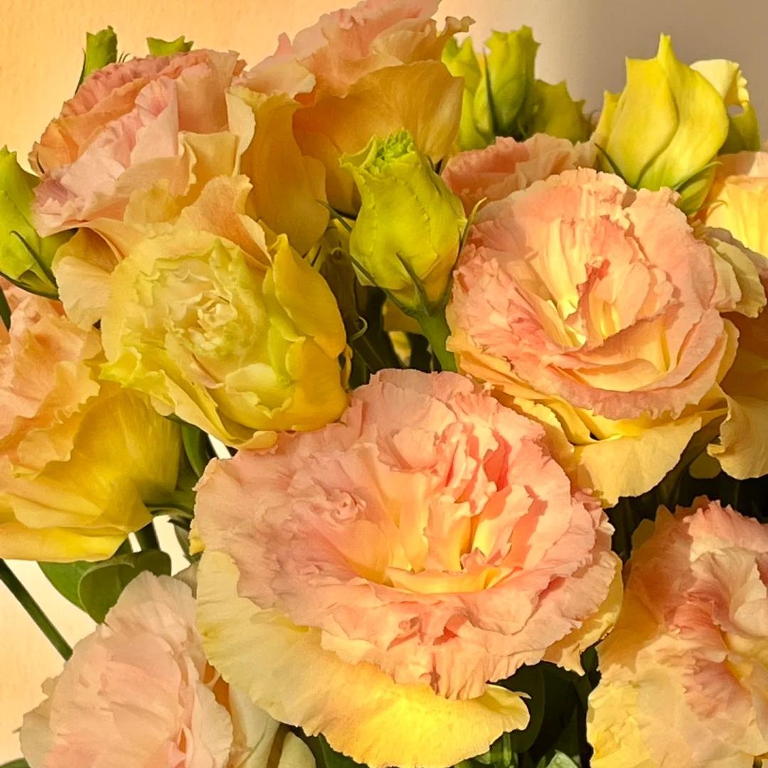 🌺Lisianthus – Sincere Love