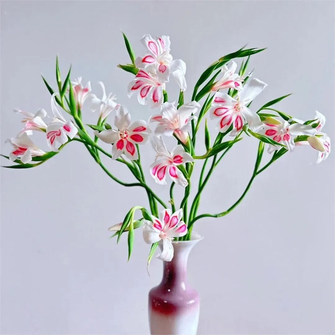 Cat's Claw Gladiolus 🩷 pink and cute