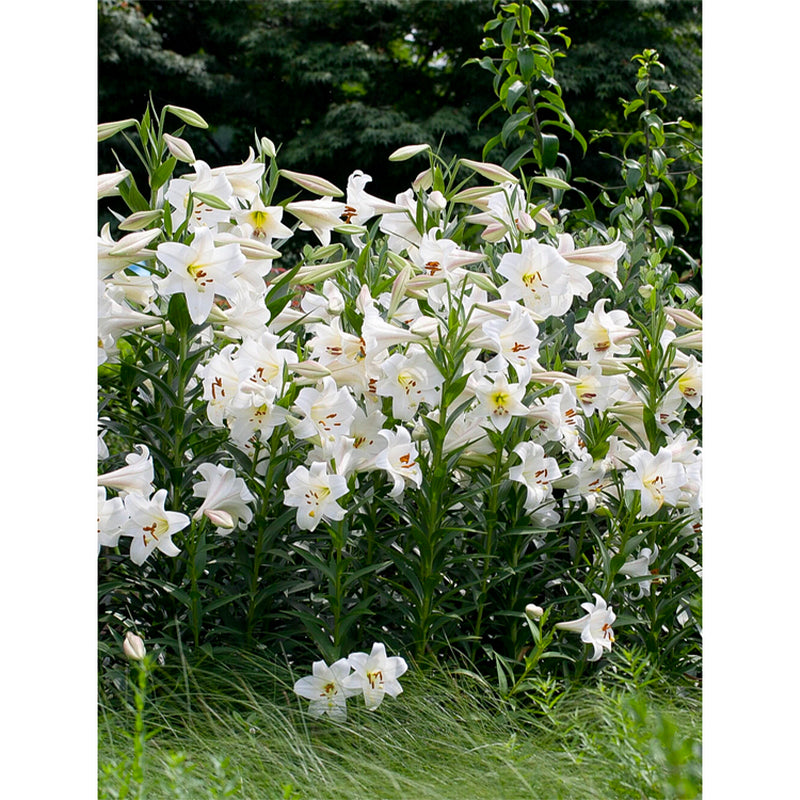 Lily Bulbs