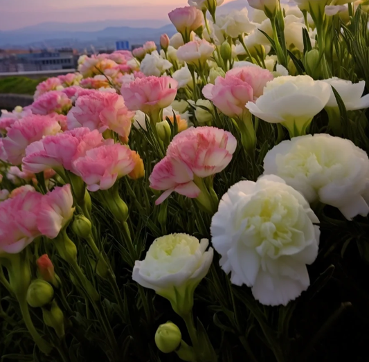 🌺Rose Balloon Flower, Platycodon Grandiflorus - Sincere Love