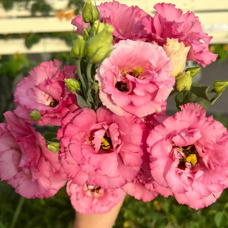 🌺Lisianthus – Sincere Love