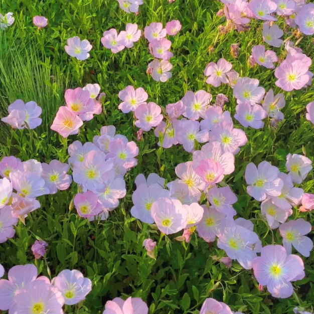 🌺Evening Primrose—Sea Of Pink Flowers