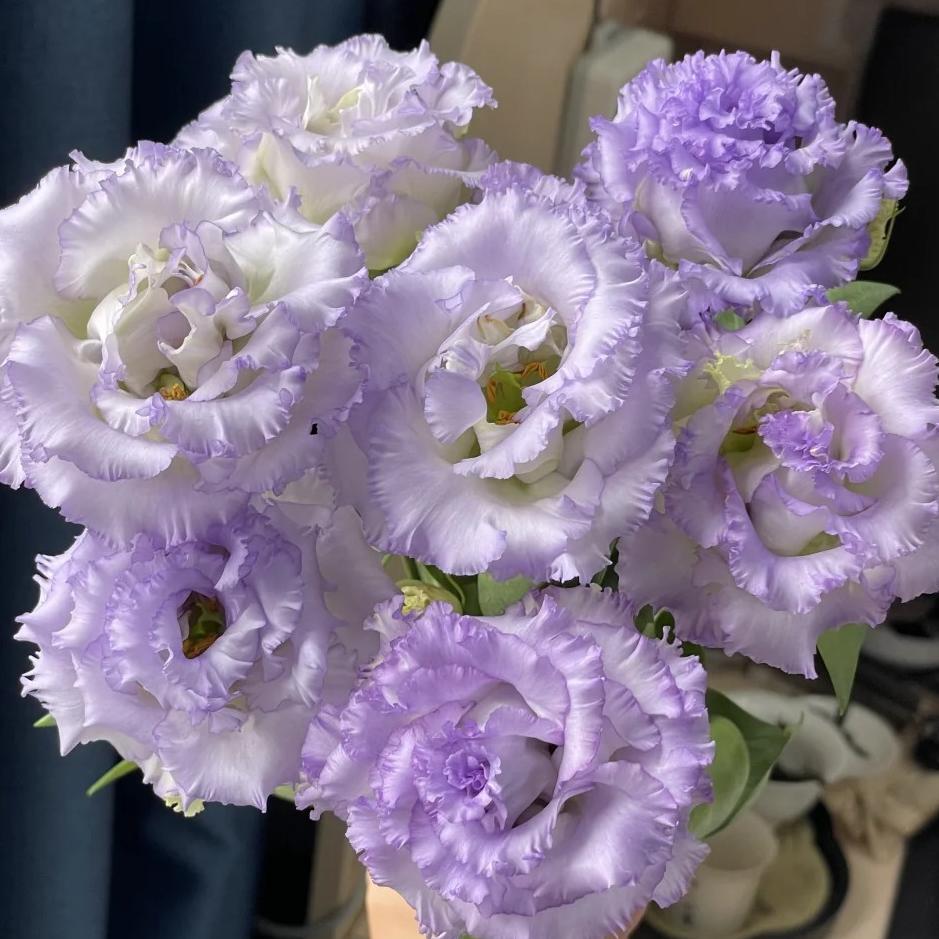 🌺Lisianthus – Sincere Love
