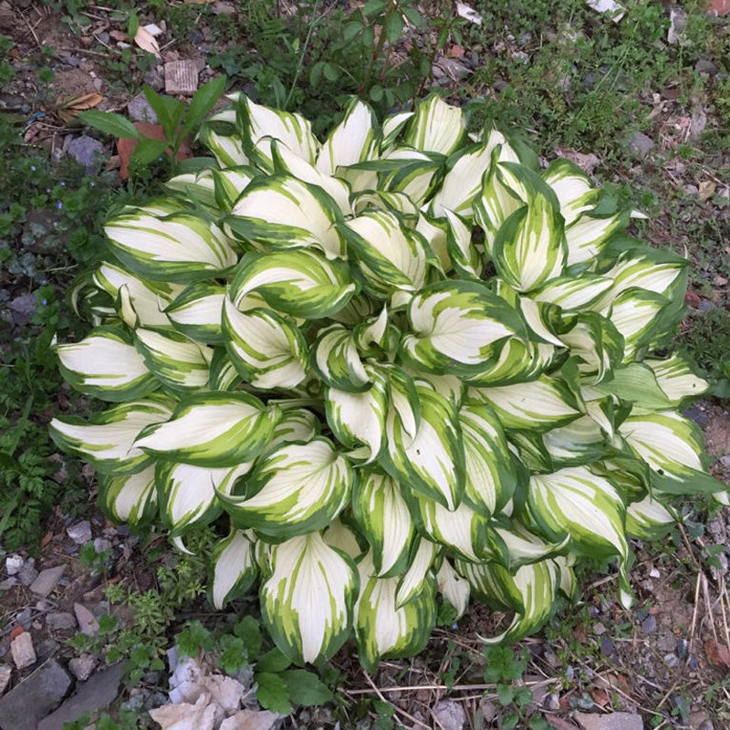 Mixed Hosta Perennials Flower Rare White Lace Lily Seeds