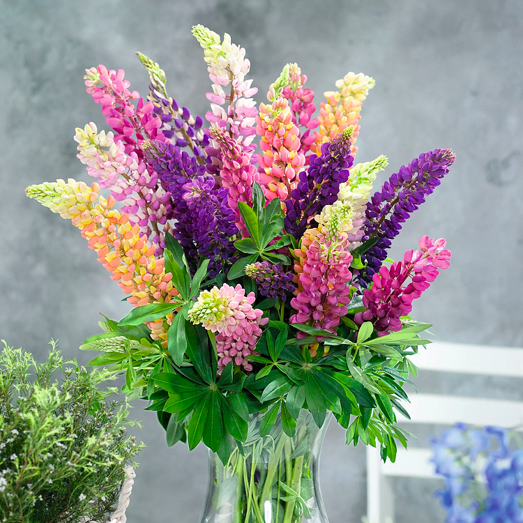 Lupine Flower Seeds