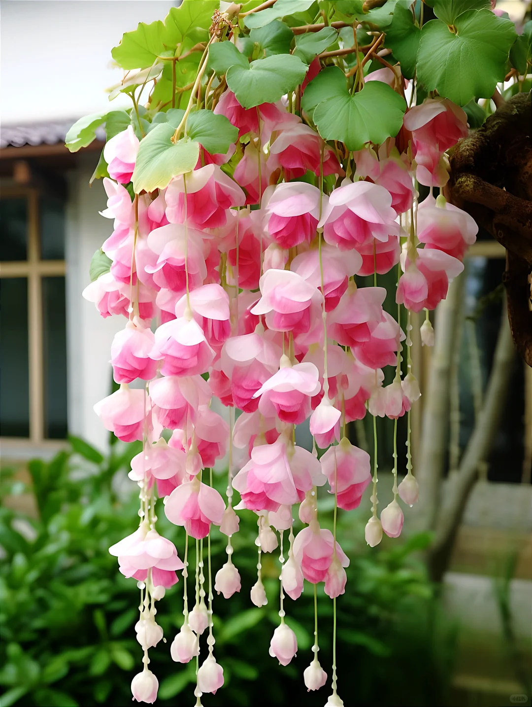 Weeping Begonia (Begonia pendula)