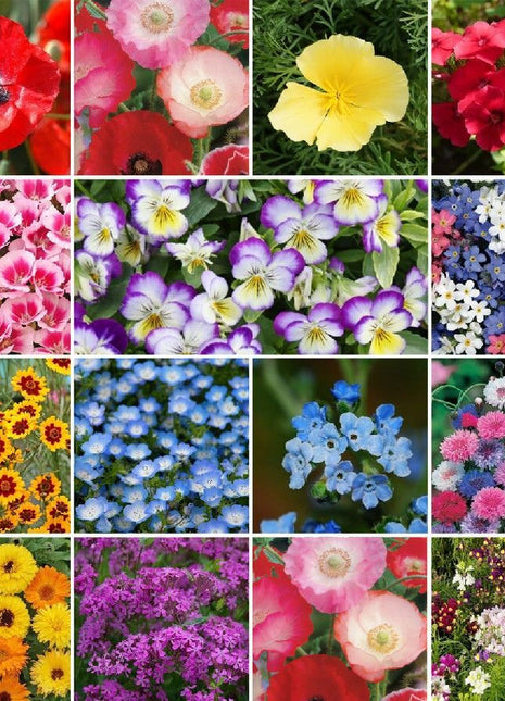 Shorty Low-Grow Wildflower Seed Mix