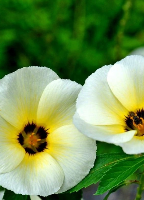 'Clock Flower' Turneraceae