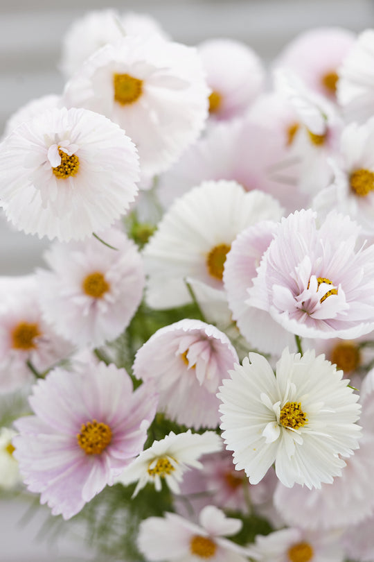 COSMOS CUPCAKE BLUSH FLOWER SEEDS
