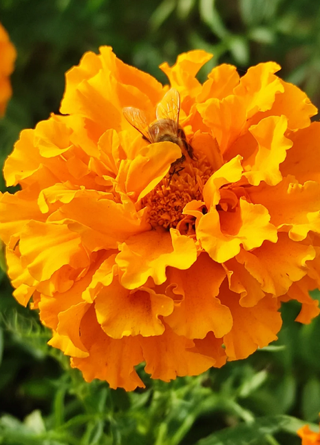 French Marigold Seeds - mixed colors - a great companion for the vegetable garden
