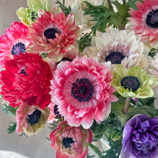 🌸Double Anemone Seeds