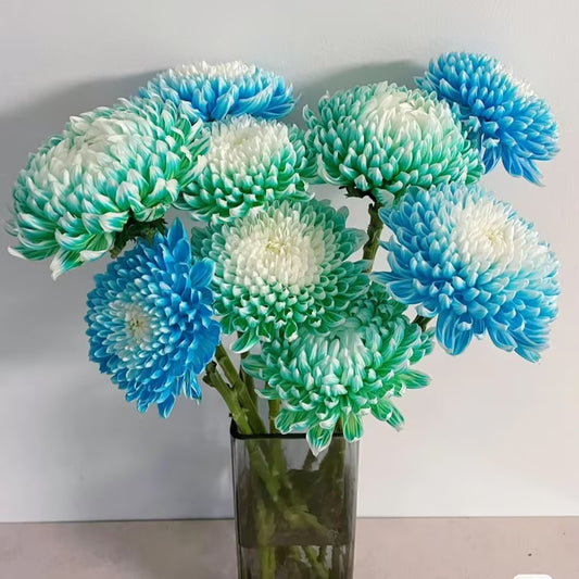Anna Chrysanthemum Seeds