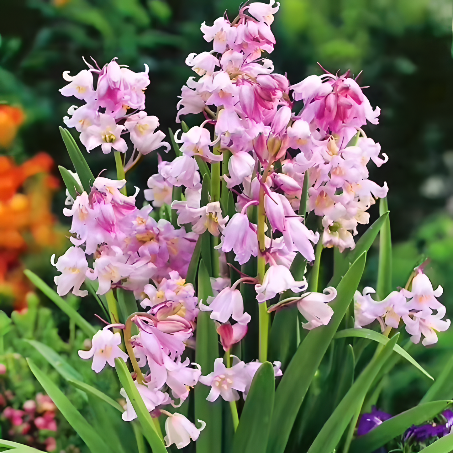 🧚‍♂️🔔Bluebells – The Fairies' Lucky Bells
