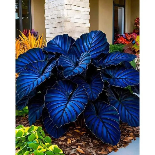 800Pcs Mixed Hosta Seeds for Planting – Rare Color Varieties, Shade-Loving Perennials for Garden and Landscaping