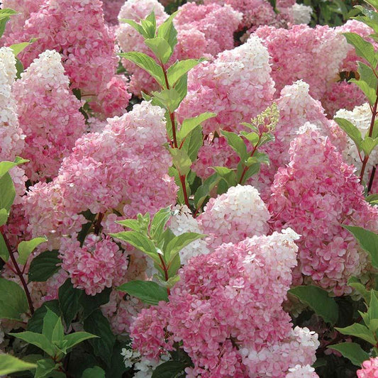 🌺Panicle Hydrangea Flowers Seeds—Mixed Color Plants—Home Garden Flower Seeds