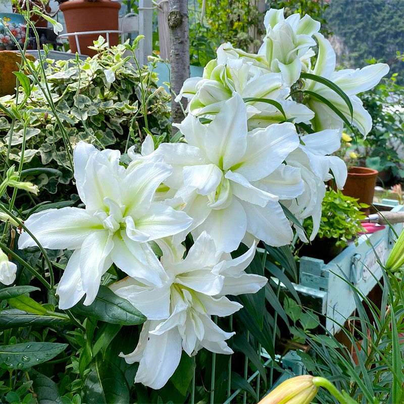 Lily Bulbs