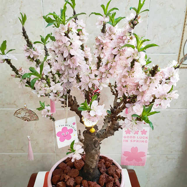 Peach Blossom Bonsai Houseplant Seeds