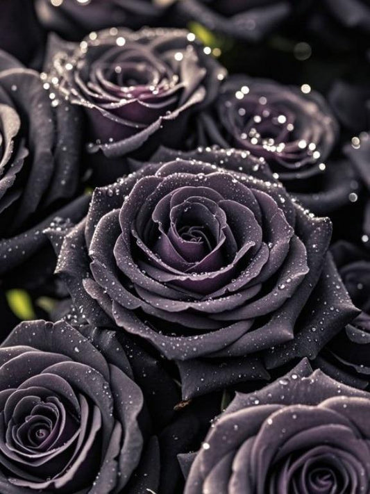 300PCS Rare Black Rose Seeds – Stunning Dark Petals for a Dramatic Garden Look – Grow Your Own Mystery