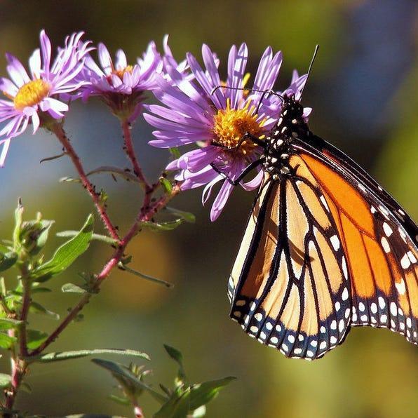 Purple NEW ENGLAND ASTER (Michaelmas Daisy) Aster Novae var Angliae Flower Seeds