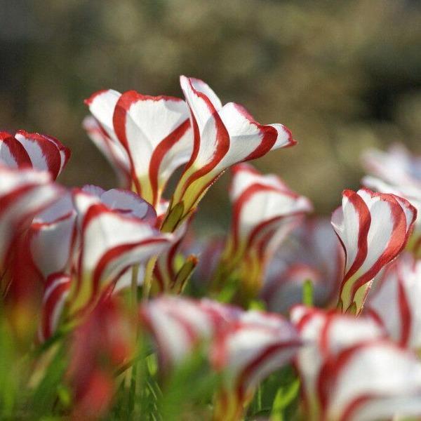 50Pcs Candy Cane Sorrel Oxalis Versicolor Seeds Garden Flowers